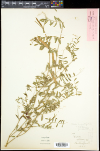 Vicia sativa subsp. nigra image