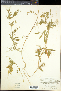 Vicia sativa subsp. nigra image