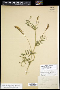 Astragalus alpinus image