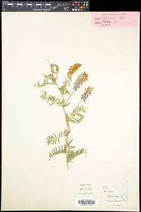 Vicia cracca subsp. cracca image