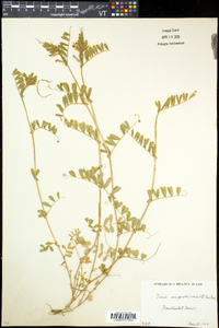 Vicia sativa subsp. nigra image