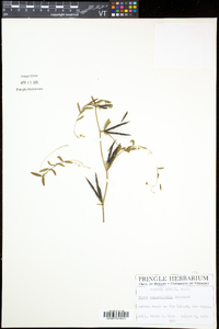 Vicia sativa subsp. nigra image