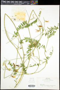 Vicia cracca subsp. cracca image