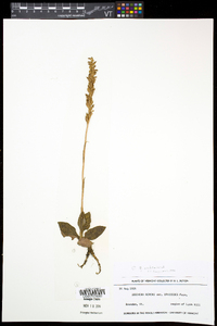 Goodyera pubescens image