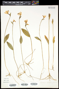 Pogonia ophioglossoides image