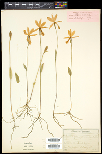 Pogonia ophioglossoides image