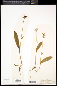 Platanthera clavellata image