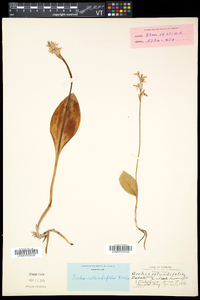 Amerorchis rotundifolia image