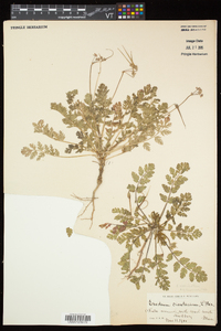 Erodium moschatum var. praecox image