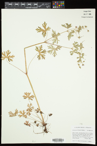 Geranium bicknellii image