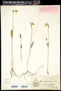 Pogonia ophioglossoides image