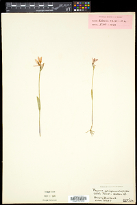 Pogonia ophioglossoides image