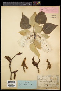 Populus balsamifera subsp. balsamifera image