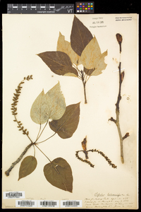 Populus balsamifera image