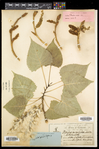 Populus balsamifera subsp. balsamifera image