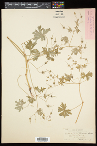 Geranium bicknellii image