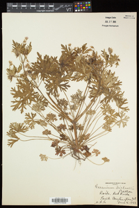 Geranium bicknellii image