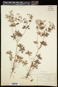 Geranium bicknellii image