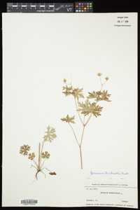 Geranium bicknellii image