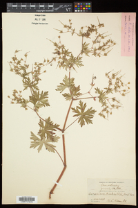 Geranium bicknellii image