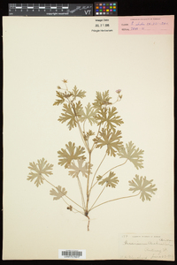 Geranium bicknellii image