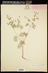 Geranium bicknellii image