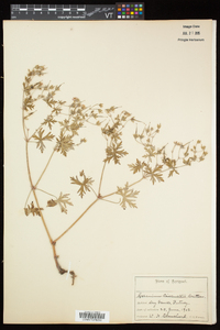 Geranium bicknellii image