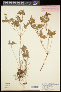 Geranium robertianum image