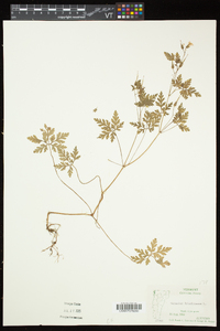 Geranium robertianum image