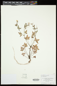 Geranium robertianum image