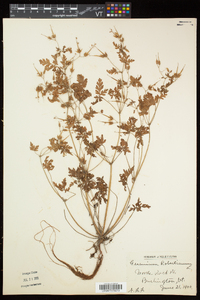 Geranium robertianum image