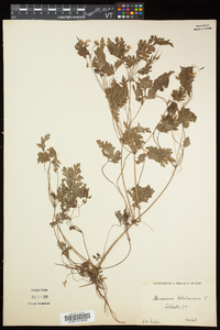 Geranium robertianum image