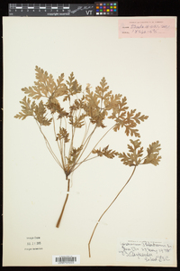 Geranium robertianum image