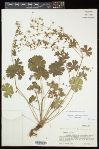 Geranium pyrenaicum image