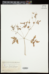 Geranium robertianum image