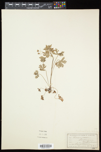 Geranium bicknellii image