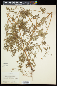 Geranium bicknellii image