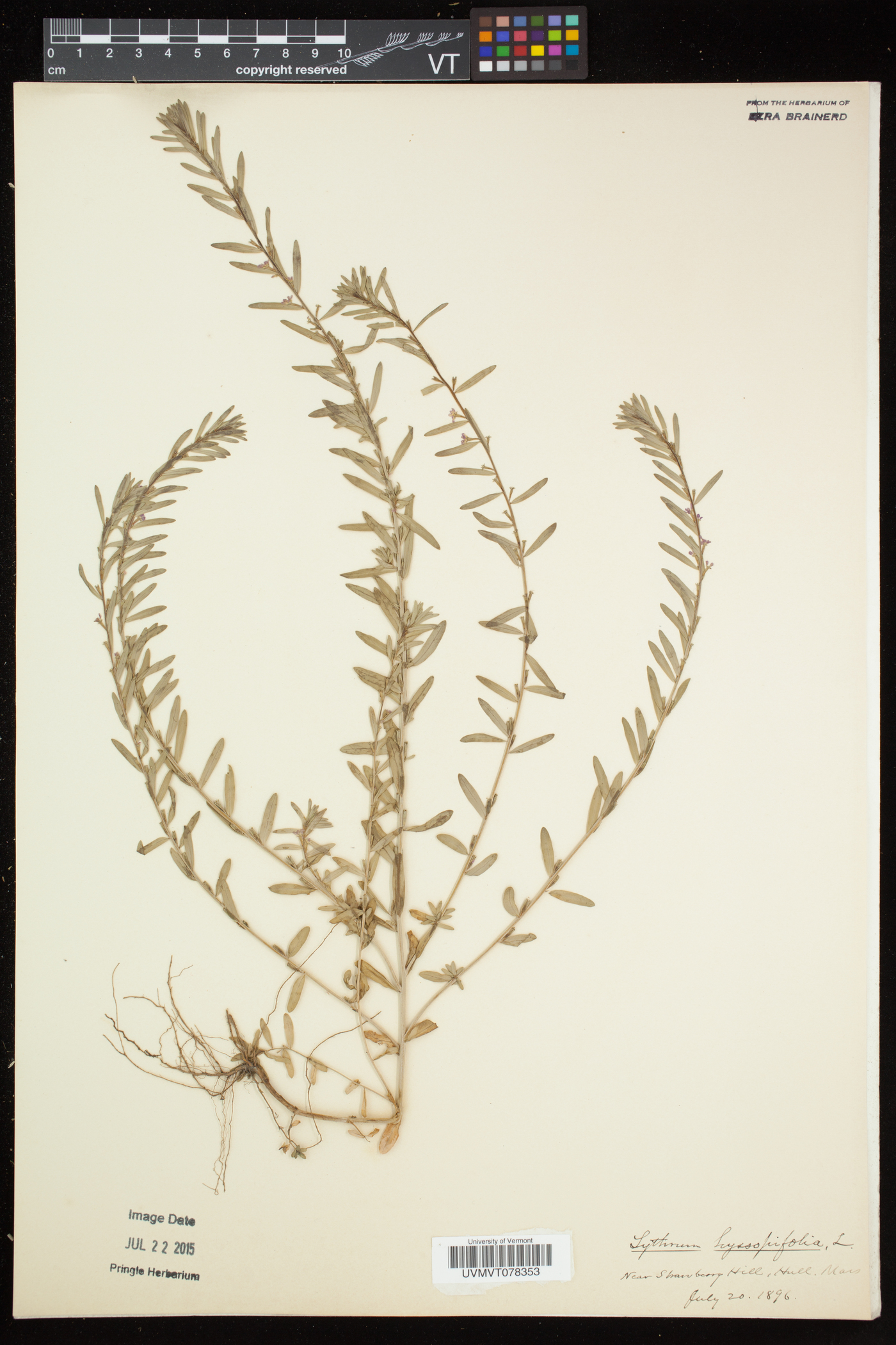 Lythrum hyssopifolium image