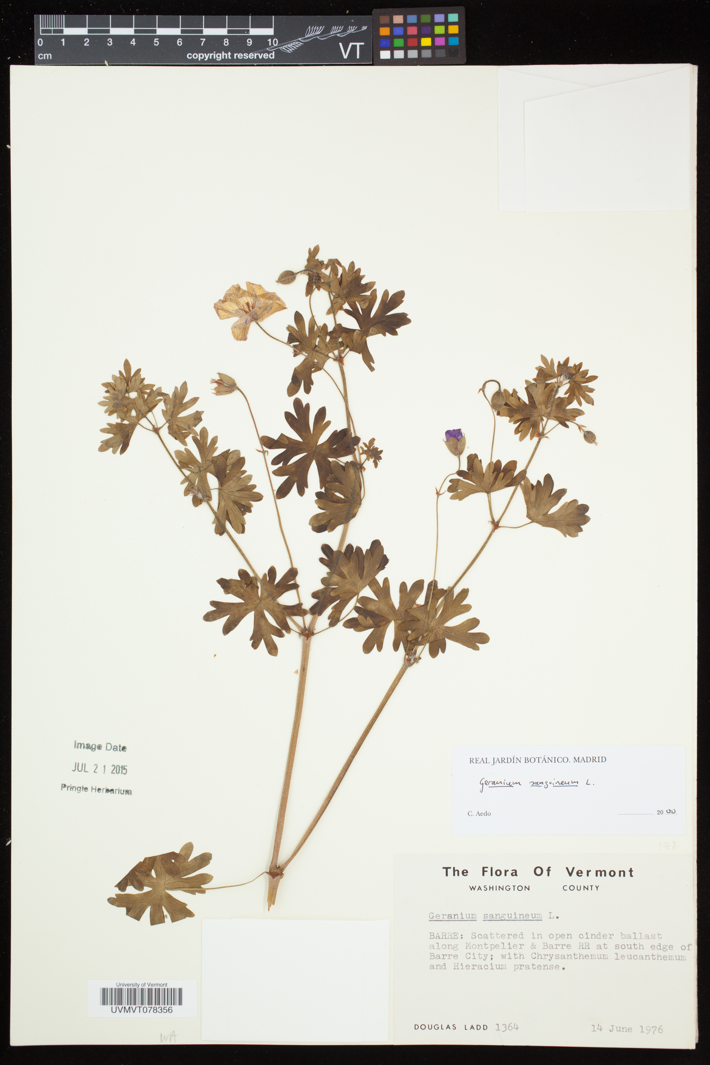 Geranium sanguineum image