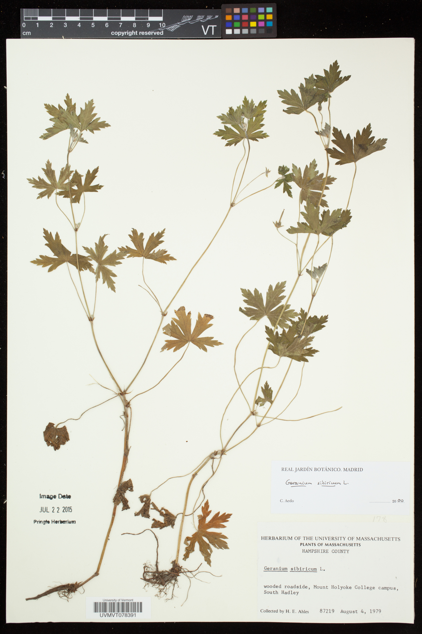 Geranium sibiricum image