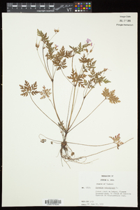 Geranium robertianum image