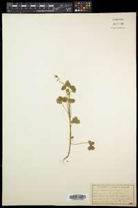 Oxalis corniculata image