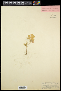 Oxalis montana image
