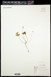 Oxalis montana image