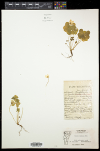 Oxalis montana image