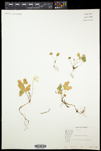 Oxalis montana image