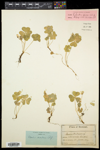 Oxalis montana image