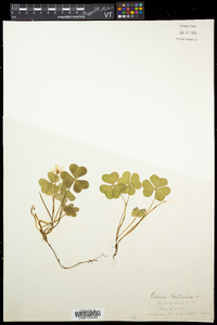 Oxalis montana image