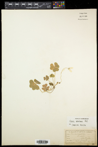 Oxalis montana image