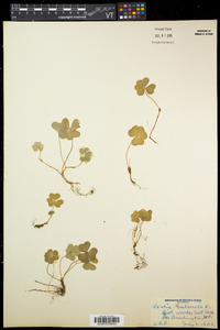 Oxalis montana image